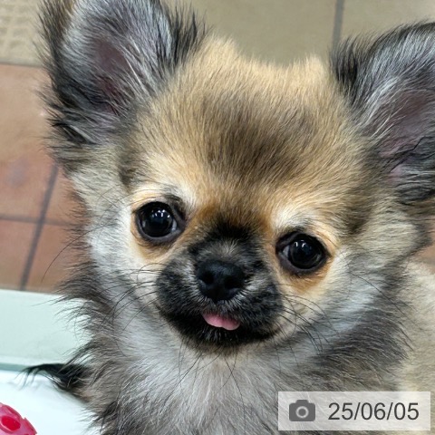 チワワの写真