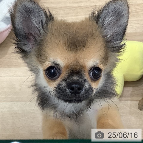 チワワの写真