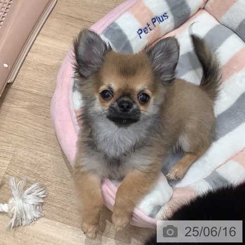 チワワの写真