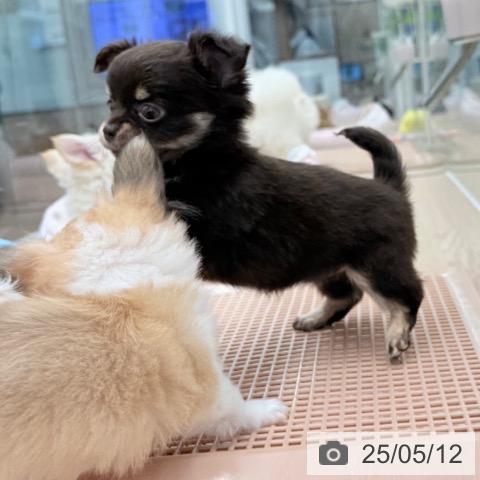 チワワの写真
