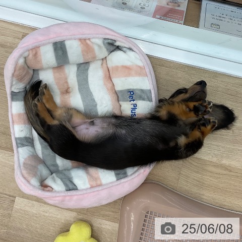 カニーンヘン・ダックスフンドの写真