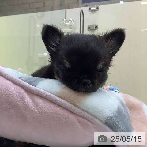 チワワの写真