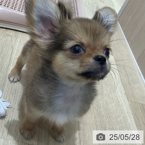 チワワの写真