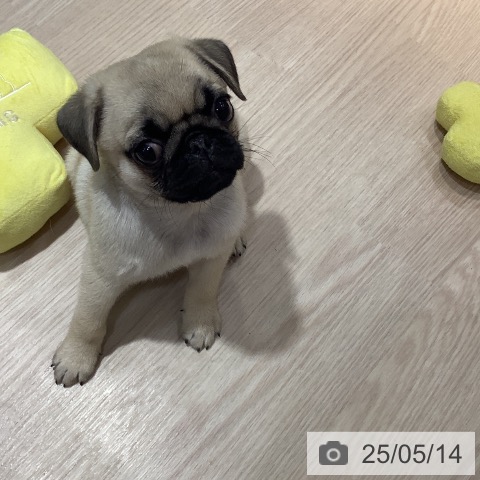 パグの写真