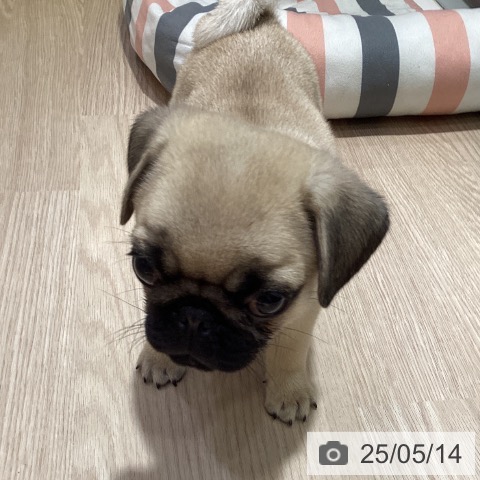 パグの写真