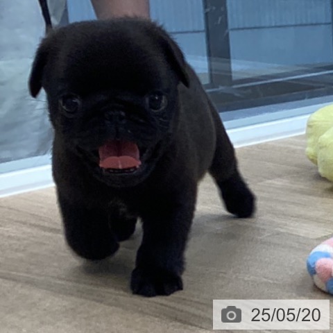 パグの写真