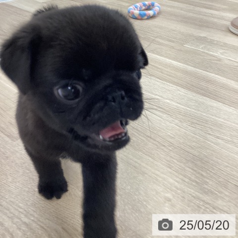 パグの写真
