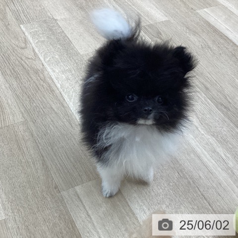ポメラニアンの写真