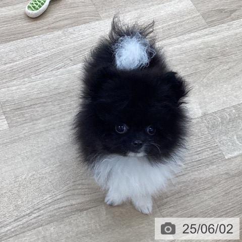 ポメラニアンの写真