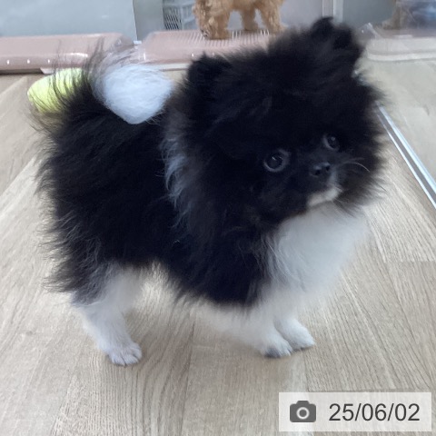 ポメラニアンの写真