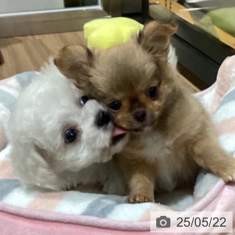 チワワの写真