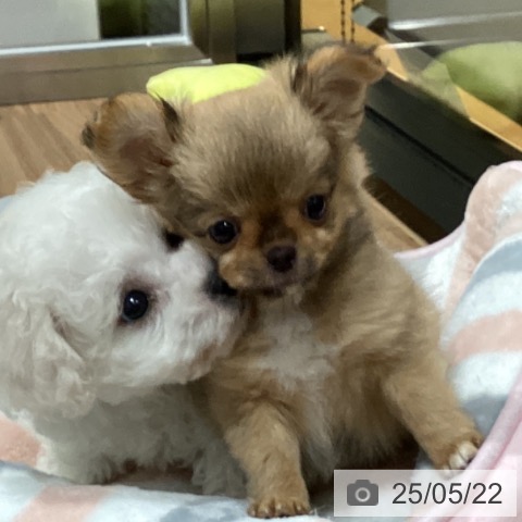 チワワの写真