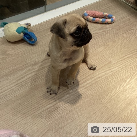 パグの写真