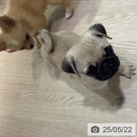 パグの写真