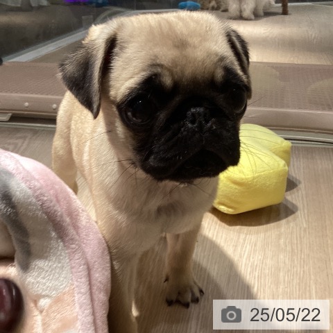 パグの写真