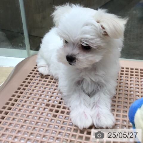 マルチーズの写真
