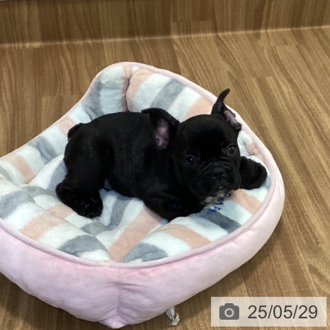 フレンチ・ブルドッグの写真