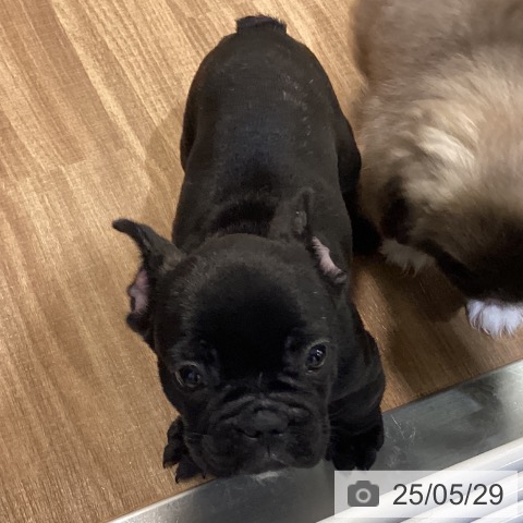 フレンチ・ブルドッグの写真