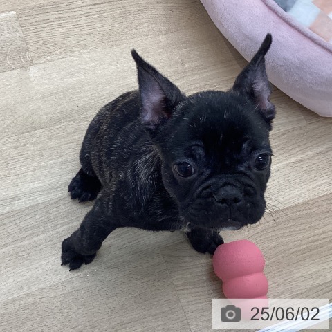 フレンチ・ブルドッグの写真