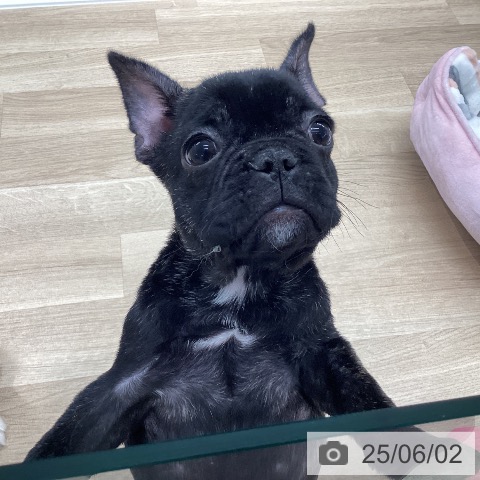 フレンチ・ブルドッグの写真