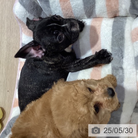 フレンチ・ブルドッグの写真