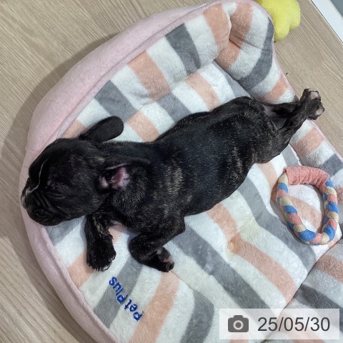 フレンチ・ブルドッグの写真