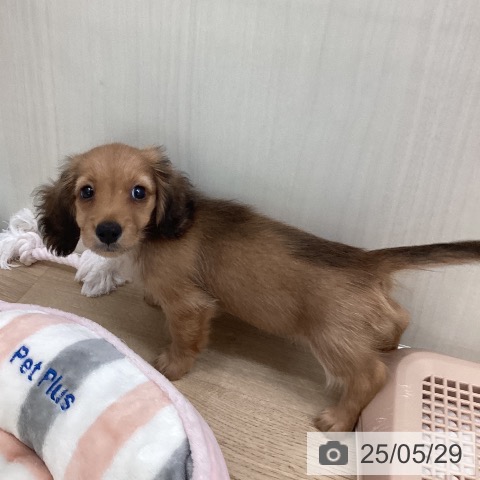 ミニチュア・ダックスフンドの写真
