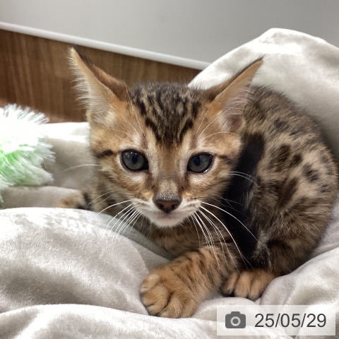 ベンガルの写真