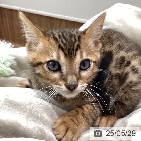 ベンガルの写真