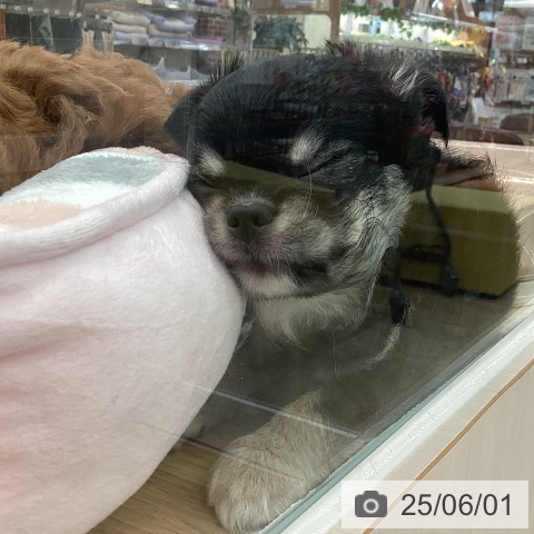 チワワの写真