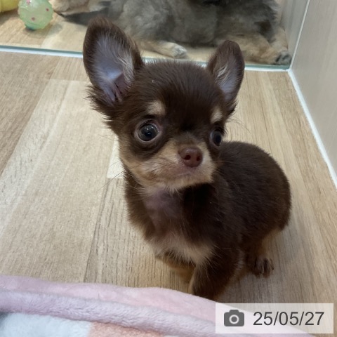 チワワの写真