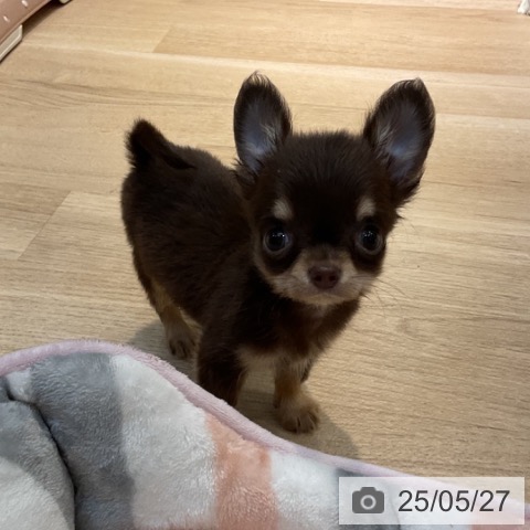 チワワの写真