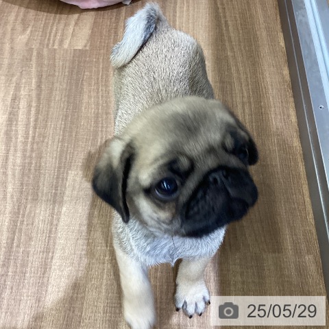 パグの写真