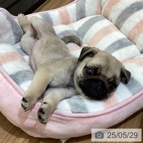 パグの写真
