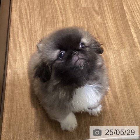 ペキニーズの写真