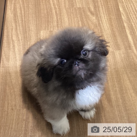 ペキニーズの写真