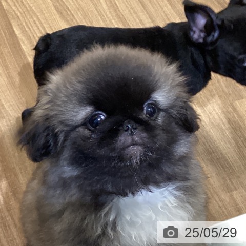 ペキニーズの写真