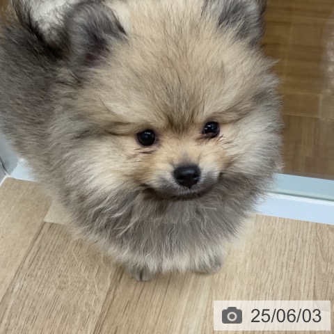 ポメラニアンの写真