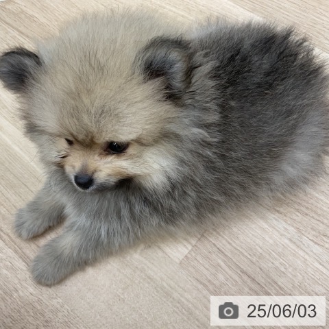ポメラニアンの写真