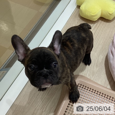 フレンチ・ブルドッグの写真