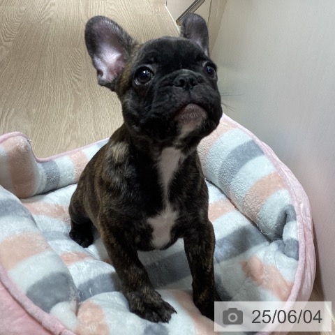 フレンチ・ブルドッグの写真
