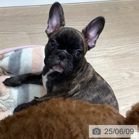 フレンチ・ブルドッグの写真