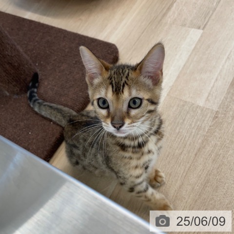 ベンガルの写真
