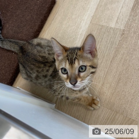 ベンガルの写真