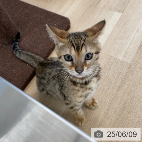 ベンガルの写真