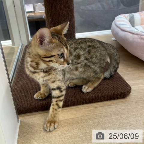 ベンガルの写真