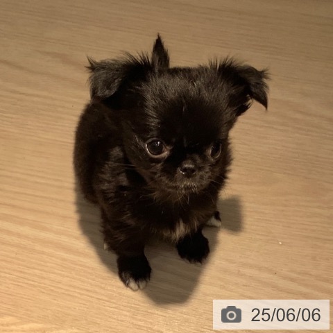 チワワの写真