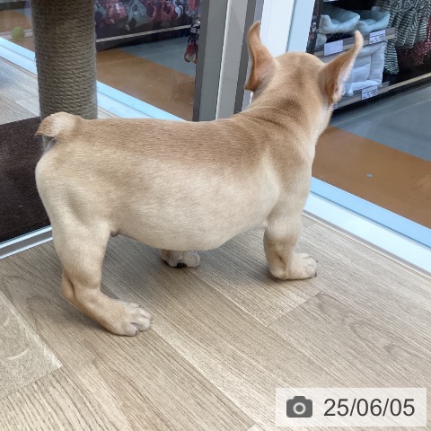 フレンチ・ブルドッグの写真