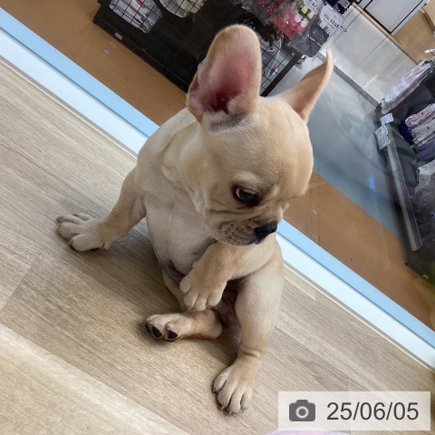 フレンチ・ブルドッグの写真