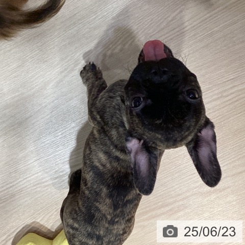 フレンチ・ブルドッグの写真